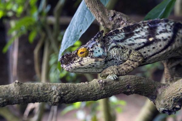 Madagascar Chameleon crawls on tree limb